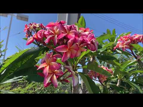 Beautiful Plumeria Flowers 2019