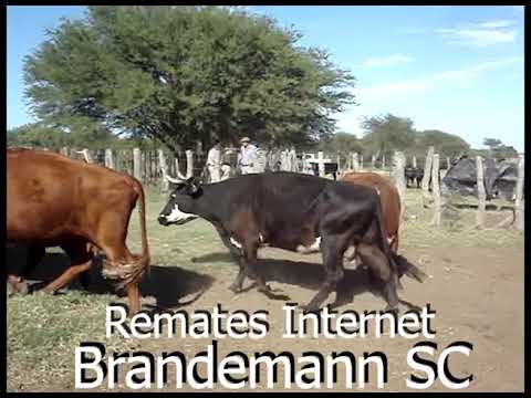 12 Vacas CUT Vacías   CARETA NEGRA Y COLORADA   390 Kg