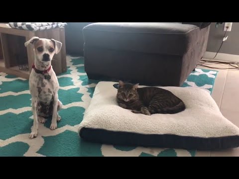 Funny Cats Stealing Beds From Dogs