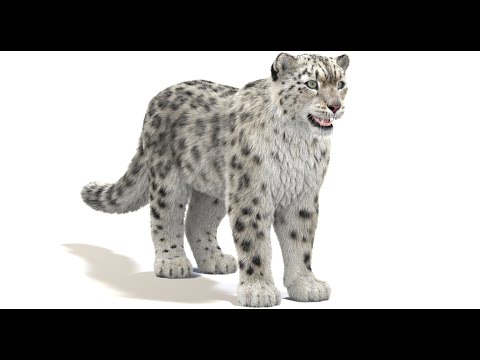 Snow Leopard 3D Model (Legacy Demo) — See Updated Version in Description