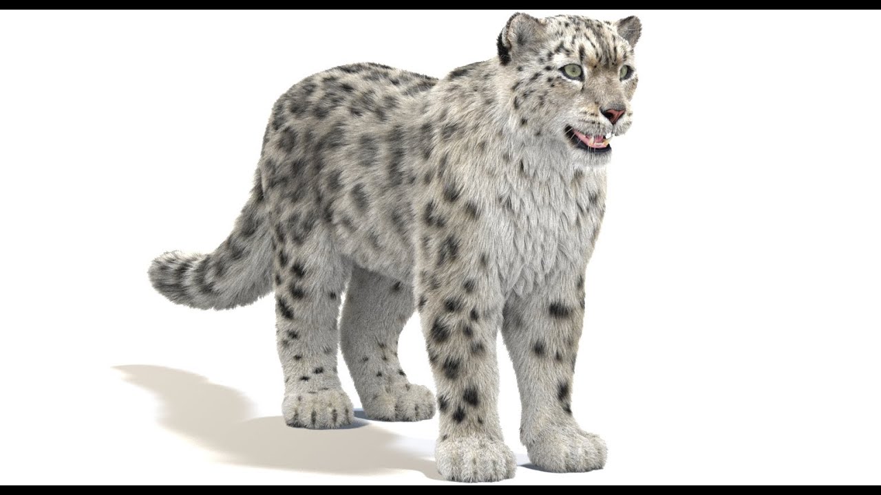 Snow Leopard with Fur 3D Model