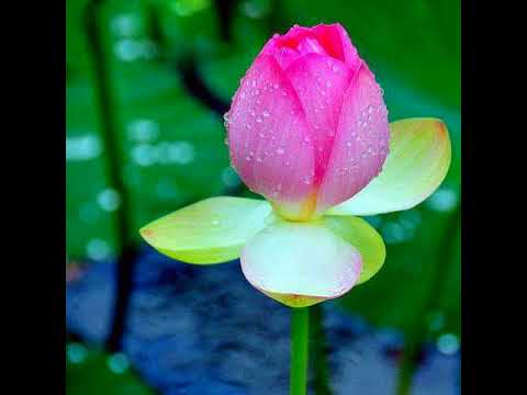 Noble Eight Fold Path - The Right Action