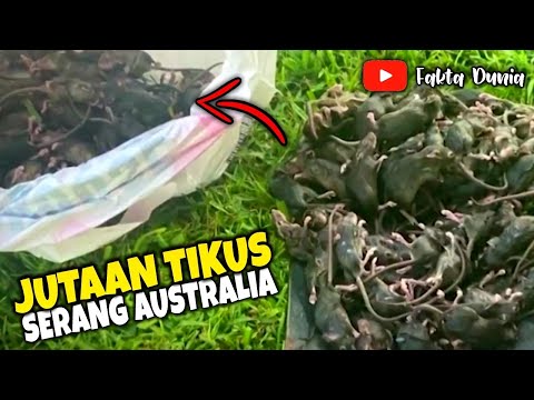 NGERI!! PETANI & WARGA KALANG KABUT HADAPI WABAH TIKUS YANG MELANDA AUSTRALIA