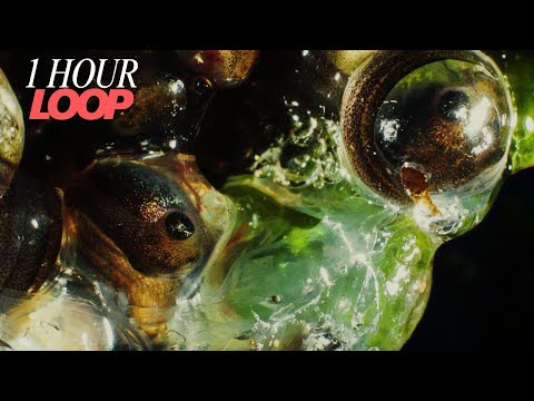 Joji & BENEE - Afterthought | 1 HOUR LOOP