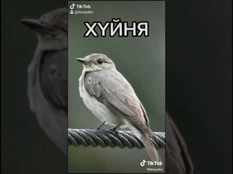 Как говорят серая птичка. Серая птичка на китайском. Птицу серую про китайцу. Китайская серая птица на китайском. Как переводится серая птица на китайском.