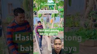 Download lagu Results from cutting papaya stems nurungsijaya #farming #naktani #naktaniorganik #garden #agricul... mp3 Download lagu Results from cutting papaya stems nurungsijaya #farming #naktani #naktaniorganik #garden #agricul... mp3