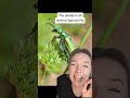 The horrible history and deaths behind Spanish Fly