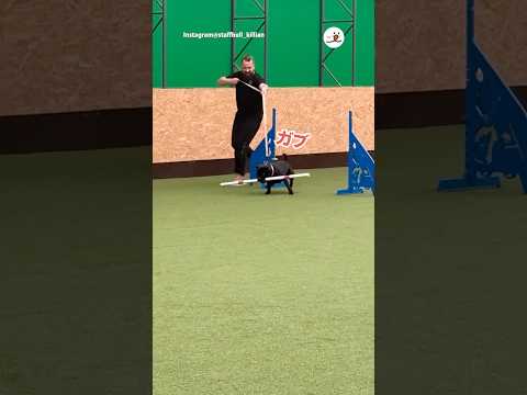 なぜソレだけできない!?｜PECO #shorts