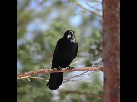 Black Queen of Medvedgrad #witches #medieval #shorts