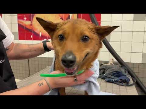 Our Self-Service Pet Wash in 5 Easy Steps