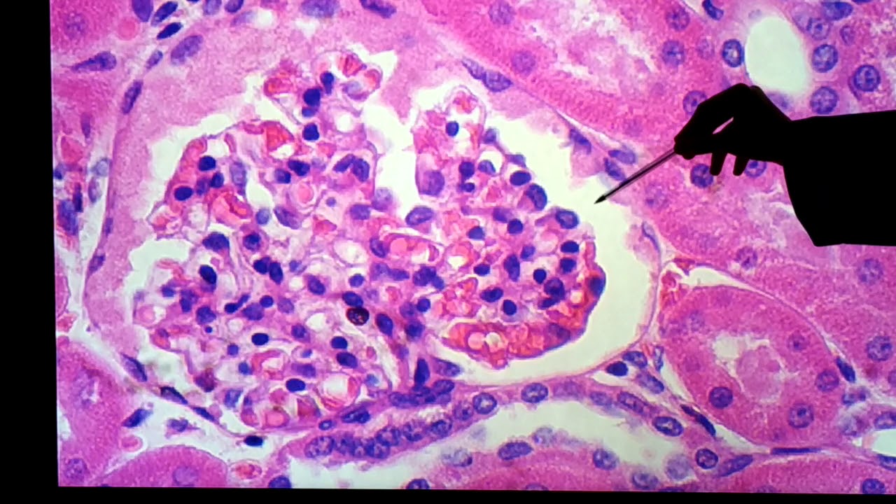 Histologia do rim - lâmina