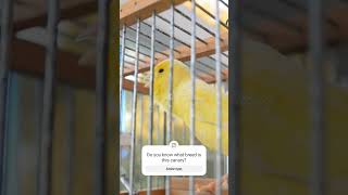 Download lagu yellow canary original #canaricultura #canary #canarybird #canarylovers #timbrado mp3