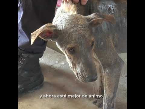 El rescate de Toto abandonado y sarnoso