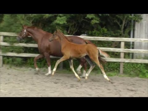 Hengstfohlen von Bonds - Hann.Pr.St. Farida v. For Romance