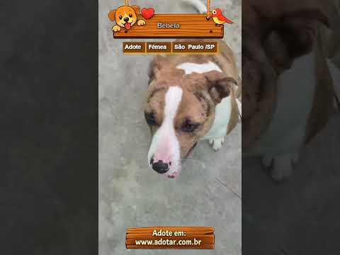 Vídeo de Bebela
