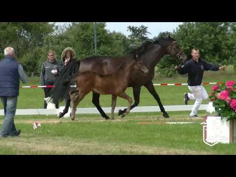 NF214 Stutfohlen von Diamant de Semilly - Cassini I - Carry