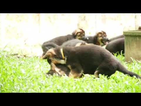 Mio vom Team Hühnegrab x Utha vom Messina 2monthsold