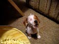 Deaf Blind Puppy Begs for Popcorn 