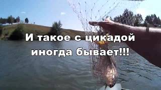Ловля на цикаду щуки зимой