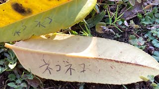 公園に文字が書ける葉っぱが落ちてた【タラヨウ】