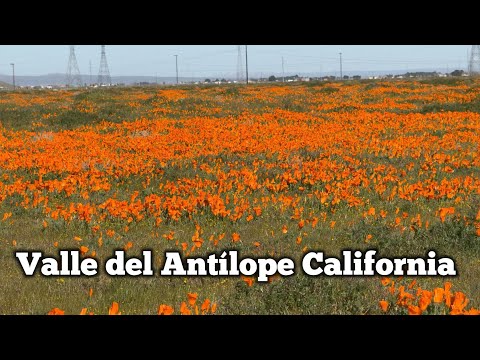Flores del Valle del Antílope California California