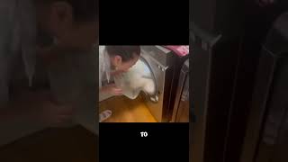 “Dog Thinks His Bed Is Gone Forever 😂”(📽    green.team937  TT)