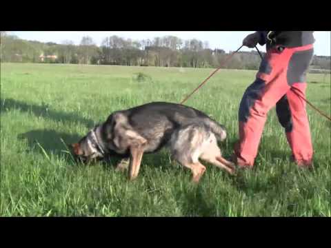 Hesi Zde-Sko, 11 months - tracking