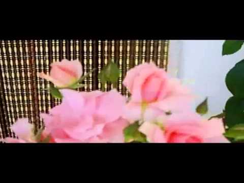 download lagu mp3 mp4 Rose You Re Beautiful, download lagu Rose You Re Beautiful gratis, unduh video klip Rose You Re Beautiful