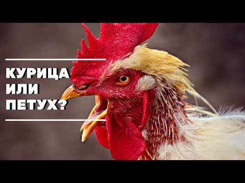 Петух, курица или гермафродит?! Помогите определить. Жизнь в деревне .