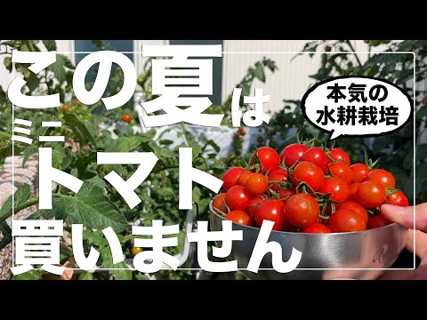 トマトの育て方: 好きな野菜の育て方 庭の練習