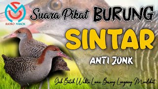 Download lagu Suara PIKAT Burung SINTAR. Ampuh Untuk Panggil Agar CEPAT KELUAR. Very Beautiful Rice Field Animals mp3 Download lagu Suara PIKAT Burung SINTAR. Ampuh Untuk Panggil Agar CEPAT KELUAR. Very Beautiful Rice Field Animals mp3