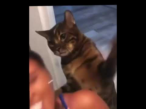 Cat smacking girl while she’s doing her makeup🤣💀 #shorts