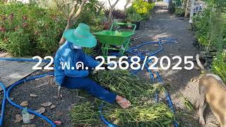 งานต้อยติ่งฝรั่ง