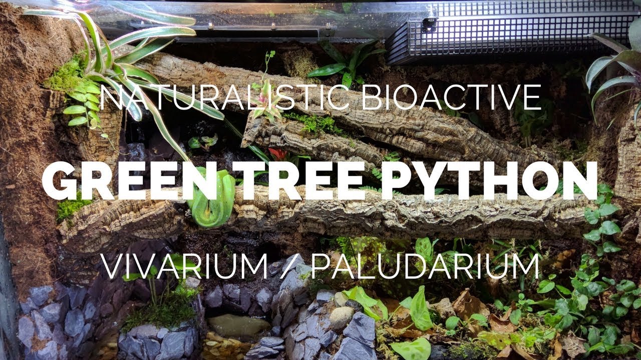 Building a Naturalistic Bioactive Green Tree Python Vivarium / Paludarium