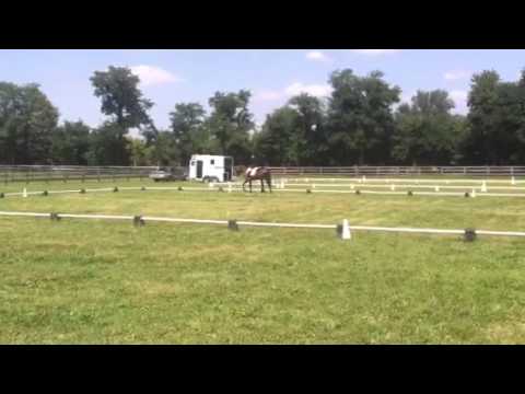 Carleigh's Dressage 8/24/13
