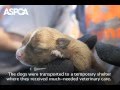 ASPCA Raids AR Puppy Mill, Rescues 175 Small Dogs