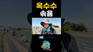 옥수수도 '경쟁 사회'였다?! 한 구멍에 두 알씩 심는 진짜 이유 🌽