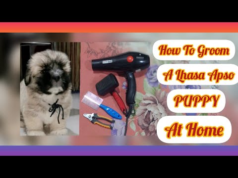 🐶How To Groom A Lhasa Apso Puppy At Home / Puppy Grooming Guide🐶
