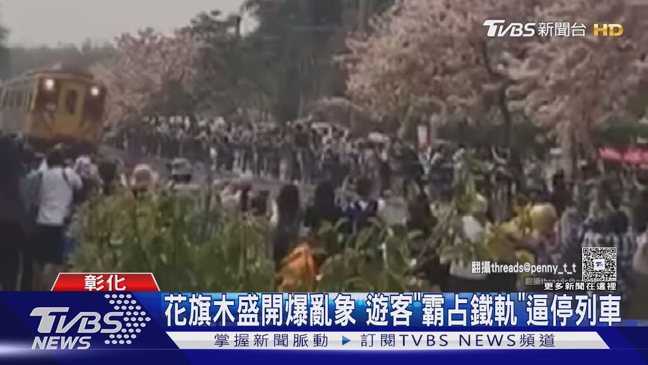 影音/花旗木盛開引爆亂象!遊客搶拍「霸占鐵軌」逼停火車