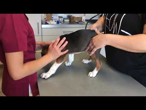 Deutsche Bracke Welpen beim Tierarzt zum Impfen