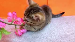 ミヌエットの動画01