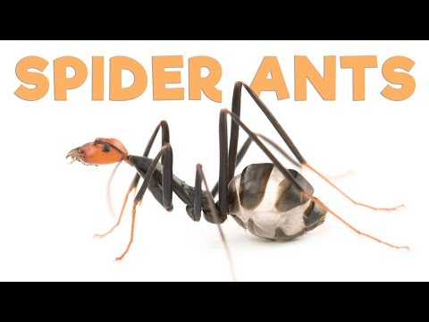 empires of the undergrowth fire ants
