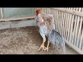 Udah Mulai Gagah Pakhoy Kelabu Siap Masuk Rawatan