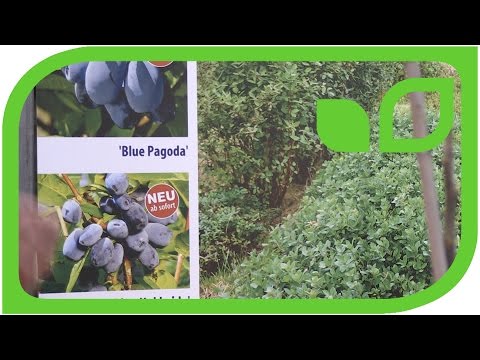 günstig (Lonicera Kamtschatica) Blaubeere Sibirische kaufen✓