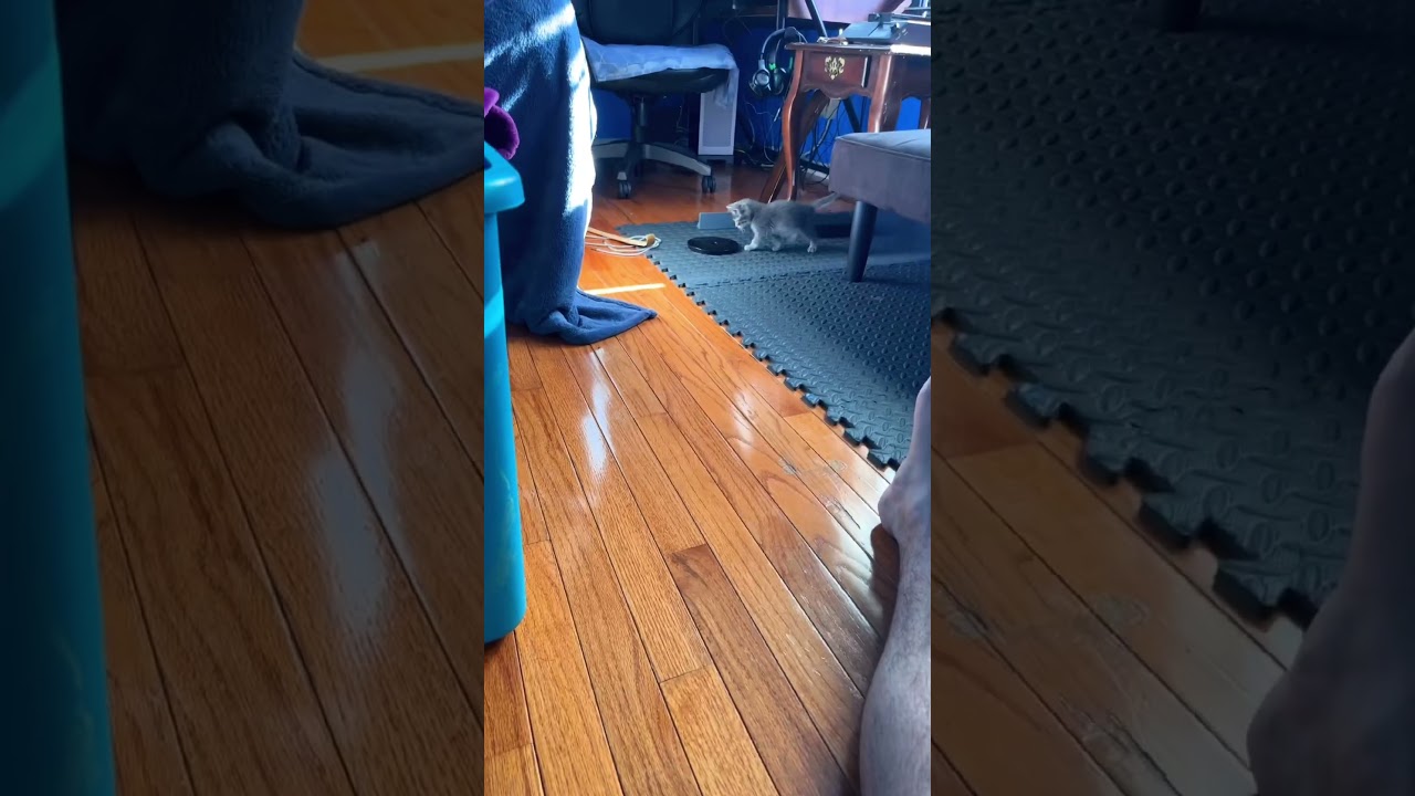 Watch This Brave Kitten Explore a New World❤️ #viral #cat #funnyanimal #fyp