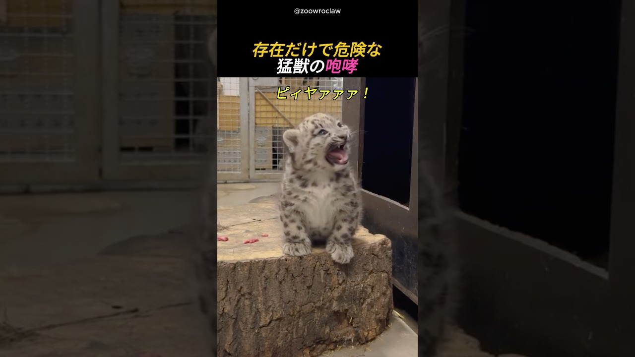 存在だけで危険な猛獣の咆哮