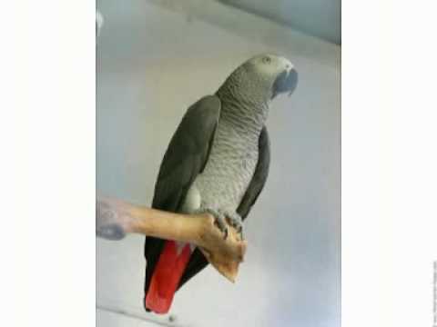 MAX MASSALA : CHERIE HUGUETTE