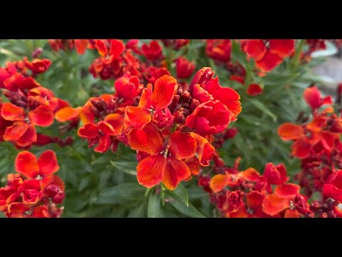 How to Grow & Care for Wallflowers (Erysimum) | Perennial Garden