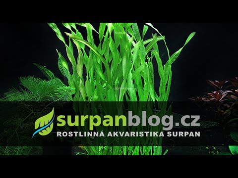 Watch Video on YouTube