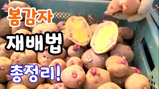 봄감자 재배법 총정리 홍감자 아린맛 왜?